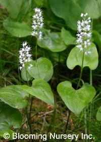 Maianthemum bifolium                    